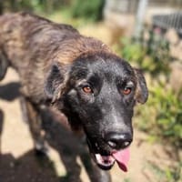 Voda, Hündin zur Adoption