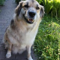 Neele ist so offen, fröhlich + so lieb!, Hündin zur Adoption