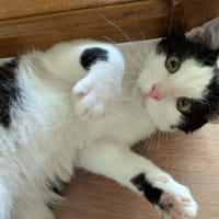 Fripon, chat à adopter