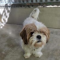 RAMSES, chien à adopter