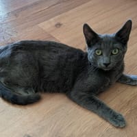 Bluey, chat à adopter