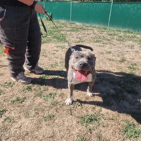 BANDIT PAA24425, chien à adopter