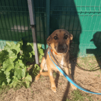 REX PAA24416, chien à adopter