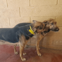 FADI PAA24415, chien à adopter