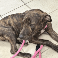 TIPONCH, chien à adopter