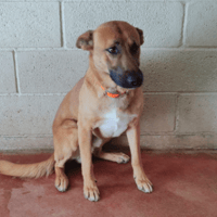 BOBI PAA24417, chien à adopter
