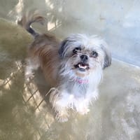 FIFI reservée, chienne à adopter