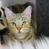 ASNIERES PAB29263, chatte à adopter