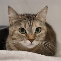 PERLE, chatte à adopter