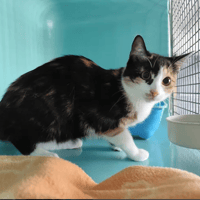 Maria, chatte à adopter