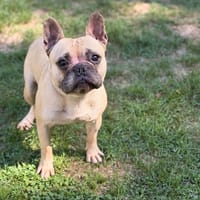 Kiko CAA16044, chien à adopter