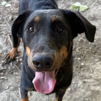 VERA, chienne à adopter
