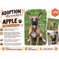APPLE, chienne à adopter