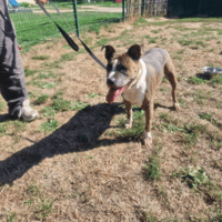 SHIVA PAA24424, chienne à adopter