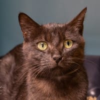 BRUNEAU, chatte à adopter