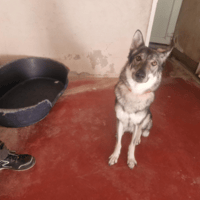 TAÏGA PAA24430, chienne à adopter