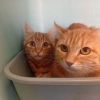 MYRTILLE, chatte à adopter