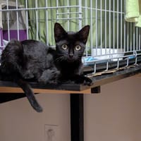 Zazou, chatte à adopter