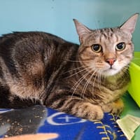 Chaton, chat à adopter