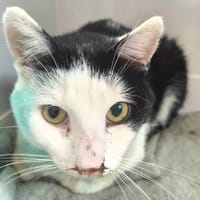 BILOU, chat à adopter
