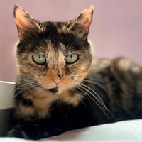 CASSIA (Réservée), chatte à adopter