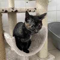 LOVEGOOD (nyassa), chatte à adopter