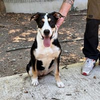 BAHIA, chienne à adopter