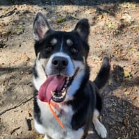 WOODRUFF, chien à adopter