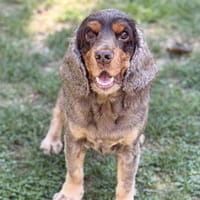 Milou CAA13201, chien à adopter