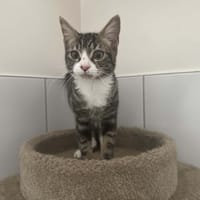 BELLY, chatte à adopter