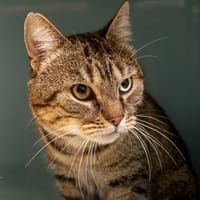 GOHRM, chat à adopter