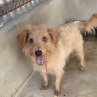 CHAMPION, chien à adopter