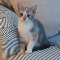 nala, chatte à adopter