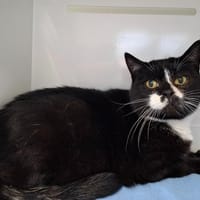 minette, chatte à adopter