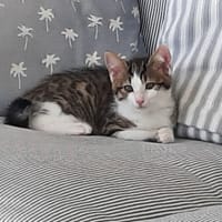 luna, chatte à adopter