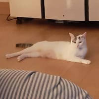 noisette, chatte à adopter