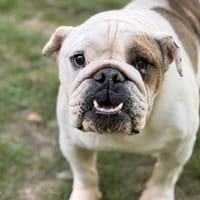 Beautiful CAA15453, chien à adopter