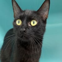 JOBI, chatte à adopter