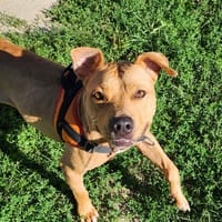 TOFFEE, chienne à adopter