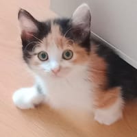 GUMMI, chatte à adopter