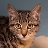 KRAPIX, chat à adopter