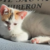 lili, chatte à adopter