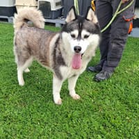 ARKOUNA, chienne à adopter