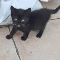 Betty, chatte à adopter