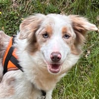 AURORE, chienne à adopter