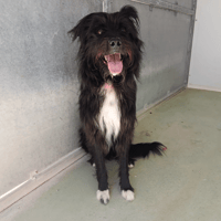 HAMILTON, chien à adopter