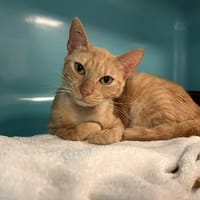praline, chatte à adopter