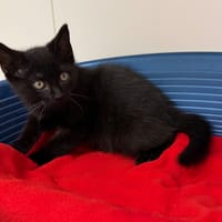 JOBA, chat à adopter