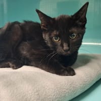 POPEYE, chat à adopter