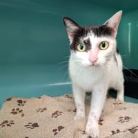 POPPINS, chatte à adopter